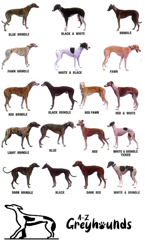 back and lay same greyhound.